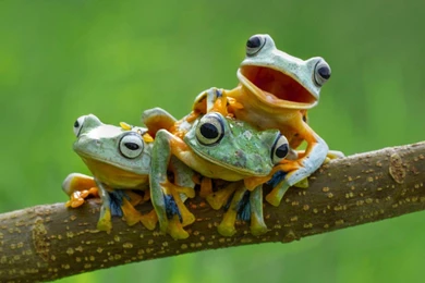 Frogs Wallpapers Page 7: HELLO FROGS SILLY Wide Resolution. Feelin ...