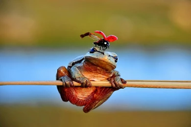 Froggy Wallpapers   Wallpapers Cave