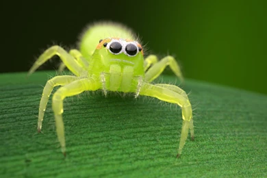 Replace Evernote With Spidernote