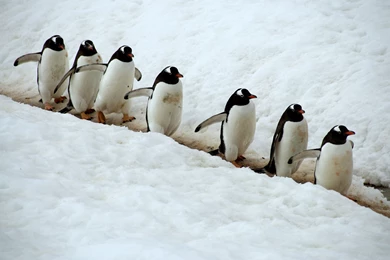 Penguin Wallpapers 92 Desktop Backgrounds