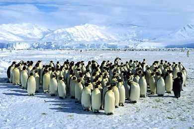 Penguin HD Wallpapers