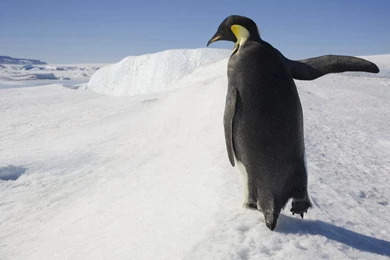 Penguin Desktop Backgrounds Wallpapers