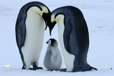 New Penguin Wallpapers