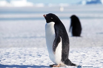 Penguin HD Wallpapers