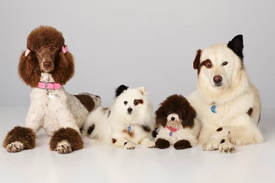 2560x1600 Disney, Animals, Series, Mick, Kuma, Tv Series, Dog, Dog ...