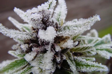 Drugs,marijuana Drugs Marijuana Plants 1280x960 Wallpapers ...