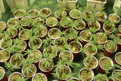 Marijuana Plants Potted Plant Wallpapers