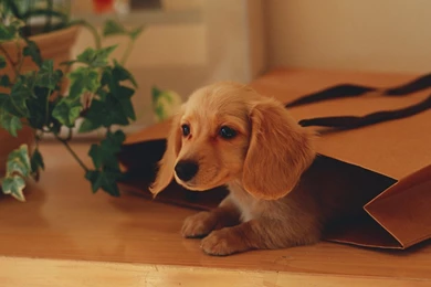 Puppy In Paper Bag Wallpapers For 1920x1080