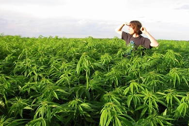 Man In Marijuana Field