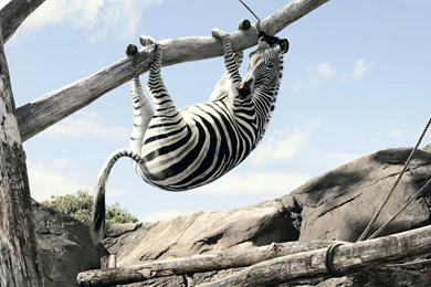 Wallpapers Zebra (3)