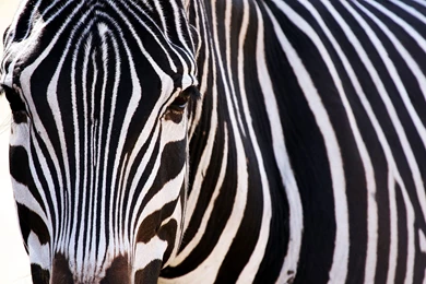 Zebra Wallpapers (24073)   Wallpaperesque