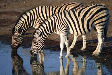 Zebra Wallpapers   Animals Town