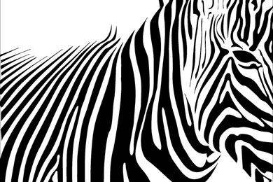 Zebra Backgrounds   HD Wallpapers