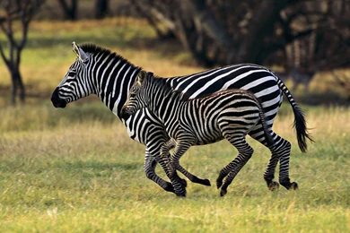 122 Zebra HD Wallpapers