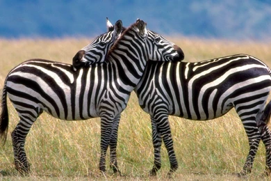 HD Zebra Wallpapers HD
