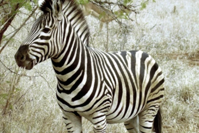 Hd Wallpapers Zebra Animal Hd Wallpapers Zebra Backgrounds Hd ...