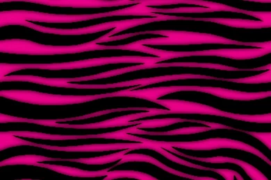 Pink And Black Zebra Wallpapers