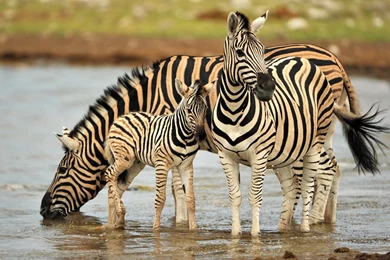 Baby Zebra Wallpapers