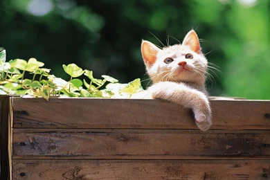 Kittens, Pretty, Background, Animal (