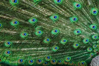 Detail Of Peacock As Very Nice Animal Backgrounds