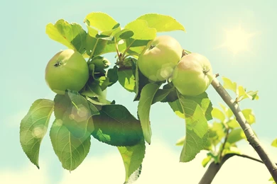 Desktop Hd Green Apple Tree Photography
