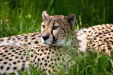 Wild Animal Wallpapers Big Cat