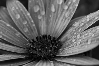 Download Macro Floral Black & White HD Wallpapers For iPhone 6 Plus ...