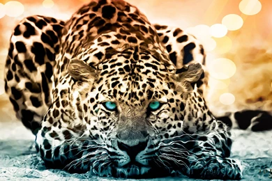 Wild Animal Wallpapers HD 06, HD Desktop Wallpapers