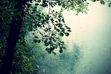 Summer Raindrops Close Up HD Desktop Wallpapers 07   1366x768 ...
