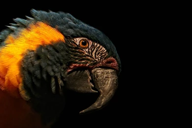 Parrot close up bird hd wallpapers   Magic4Walls.com