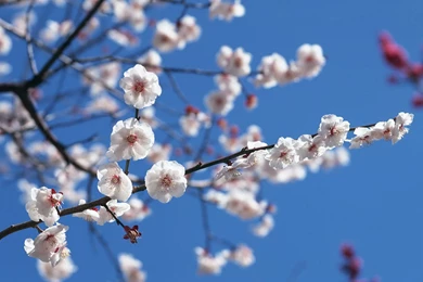 The Oversized Proud Samuume High definition Close up Wallpapers 4 ...