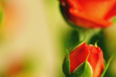 1080x1920 Rose Bouquet Flowers Close Up Wallpapers HD