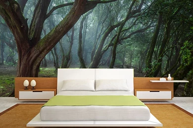 Top 5 Forest Wall Murals   Wallpapers Ink
