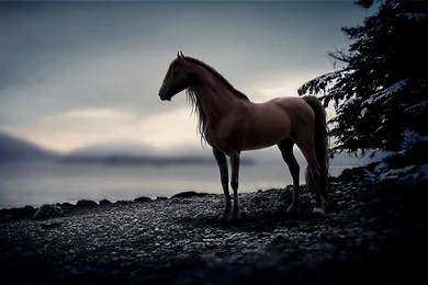 Horse Wallpapers Hd