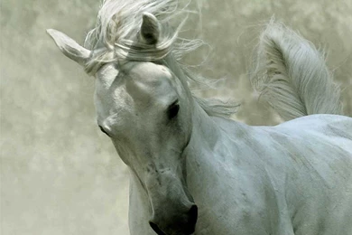 Horse Backgrounds, Wallpaper, Horse Backgrounds Hd Wallpapers ...