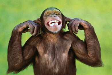 Nature Wallpapers   Monkeys, Rosybrown, Gainsboro