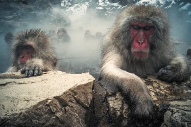 Orangutan Monkey Wallpapers HD For Desktop Of Orangutans