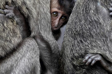 Animals National Geographic Monkeys Baby Wallpapers