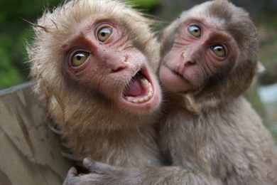 Japanese Macaque Animals Monkeys Wallpapers