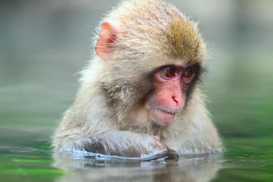 Bathing Monkeys Japanese Macaque Wallpapers