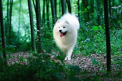 Samoyed Hi Resolution Wallpapers