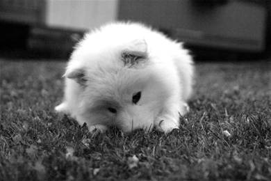 Samoyed Wallpapers Wallpapers Cave