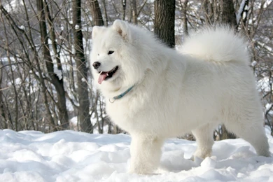 Dog Samoyed Wallpapers