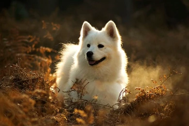 Samoyed Wallpapers