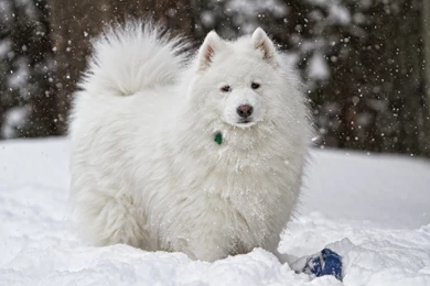 Samoyed Wallpapers HD Download