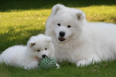 Hd samoyed dogs pics.jpg