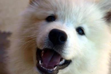 Desktop samoyed dog pictures dowload.jpg