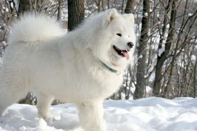 SAMOYED Dog Dogs Canine Wallpapers