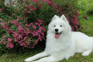 Garden Dogs Samoyed Samoyede Wallpapers
