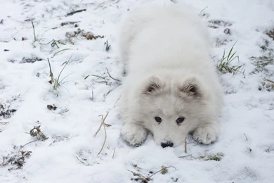 SAMOYED Dog Dogs Canine Wallpapers
